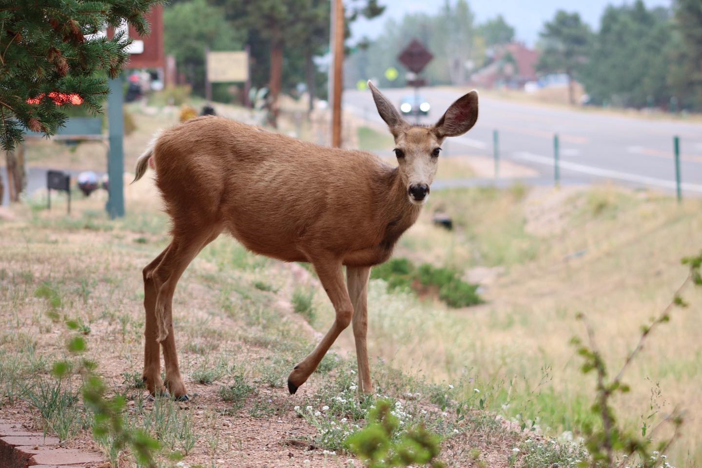 Estes Park
